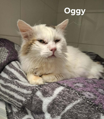 chat OGGY
