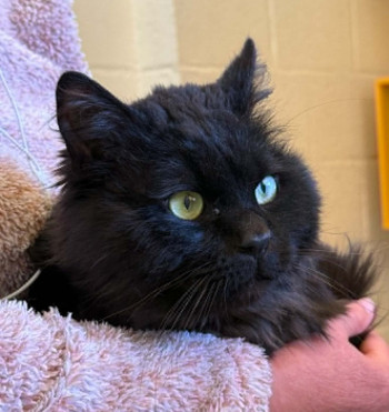 chat (réservé)