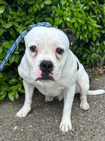 chien GOLIATH