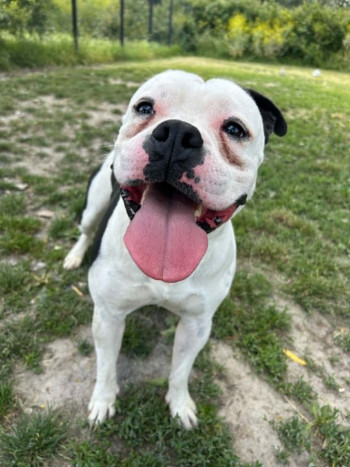 chien GOLIATH