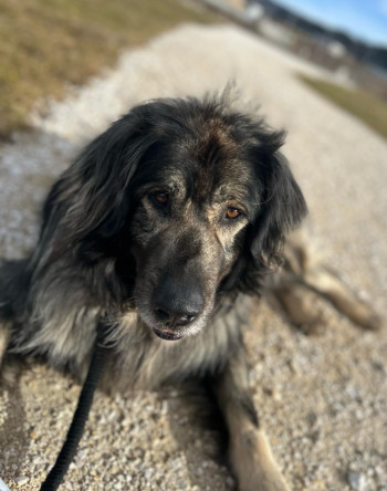 Bobi
