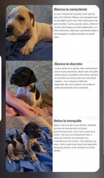 Blanco, Baloo et Blanca
