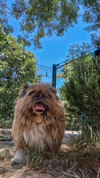 photo du chien chat à l adoption au refuge  Refuge SPA Montélimar  à montelimar departement drome proche de Valence de racechien Soquette