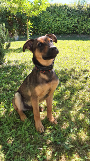 photo du chien chat à l adoption au refuge  Refuge SPA Montélimar  à montelimar departement drome proche de Valence de racechien Malo