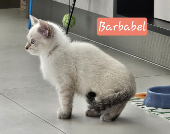 Barbabel