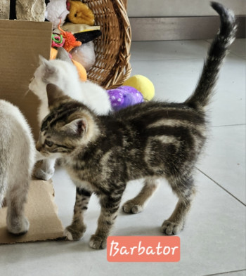 Barbator