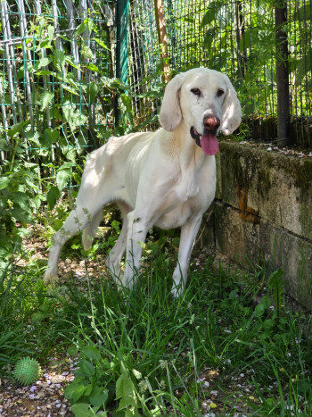vanille