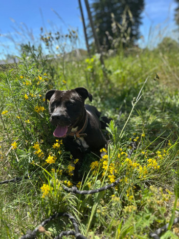 naya