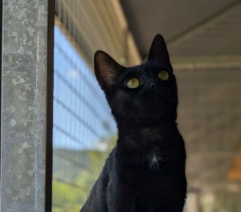 onyx