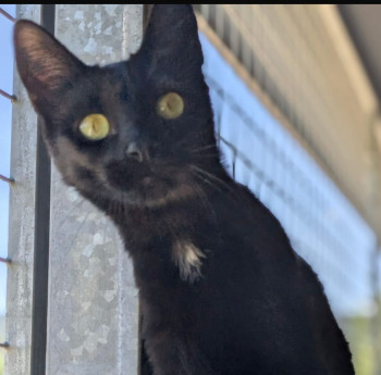 onyx