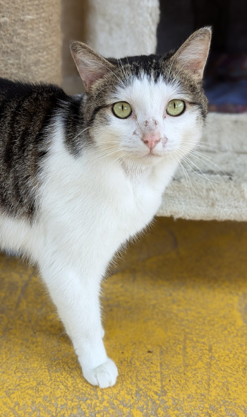 chat 