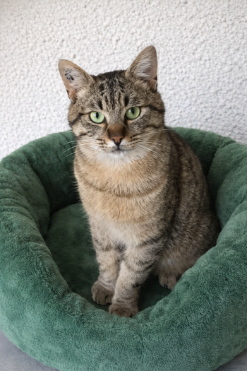 Tigrou