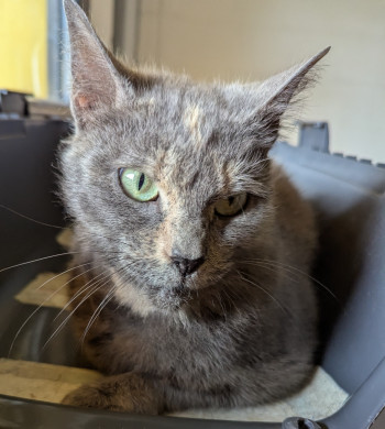 chat 
