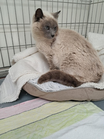 photo du chien chat à l adoption au refuge  Refuge SPA Montélimar  à montelimar departement drome proche de Valence de racechat VIVI