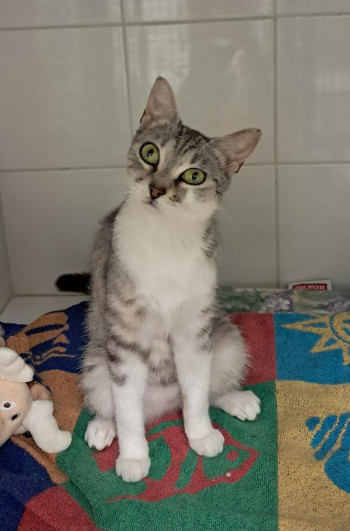 photo du chien chat à l adoption au refuge  Refuge SPA Montélimar  à montelimar departement drome proche de Valence de racechat MARBELLA
