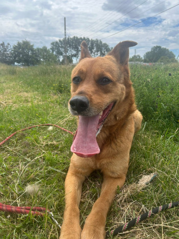 chien LASKA (rdv pris)