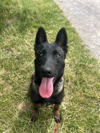 chien EBENE (rdv pris)