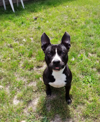 chien JENNA