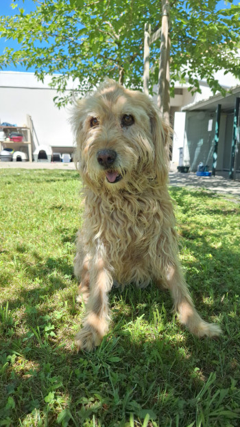 Photo chien Yeta