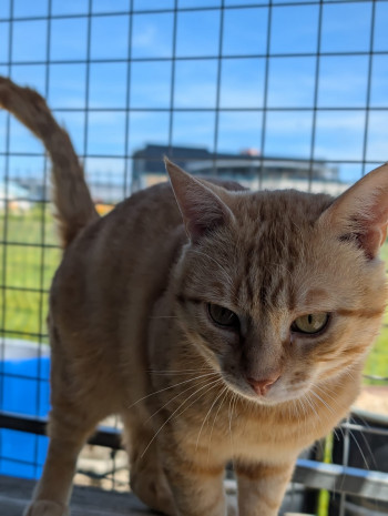 garfield