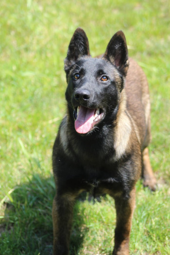 chien EBENE (rdv pris)