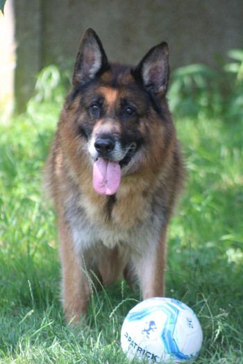 chien MARLO