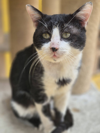 chat COOKIE