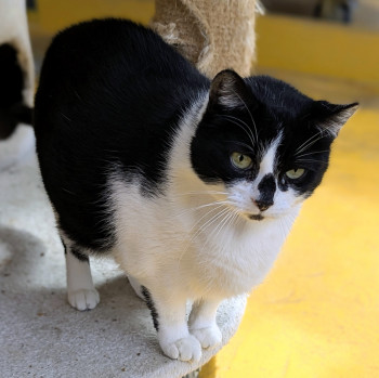 chat NISKA