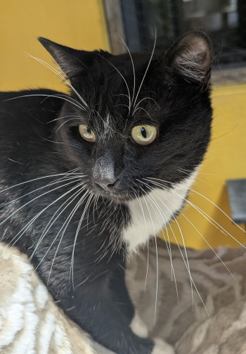 chat kiko