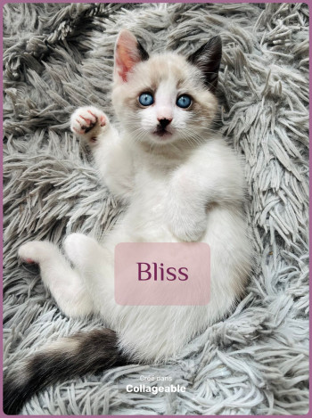 Bliss