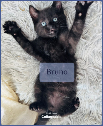 Bruno