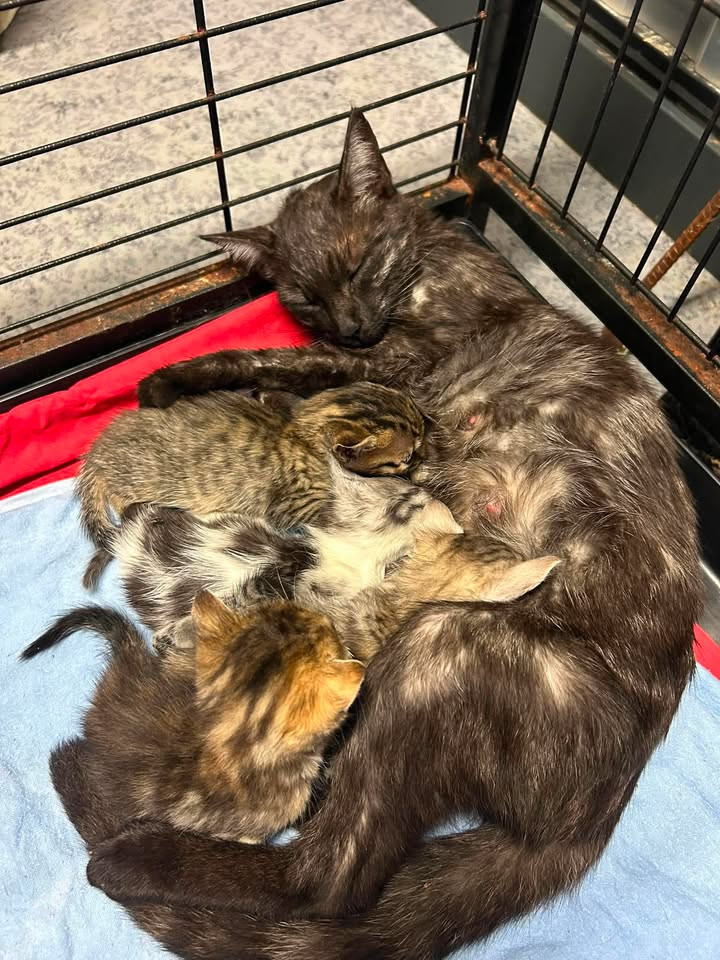 Une maman et ses chatons dans un sac poubelle