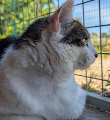 bella