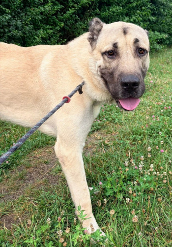 chien ATLAS