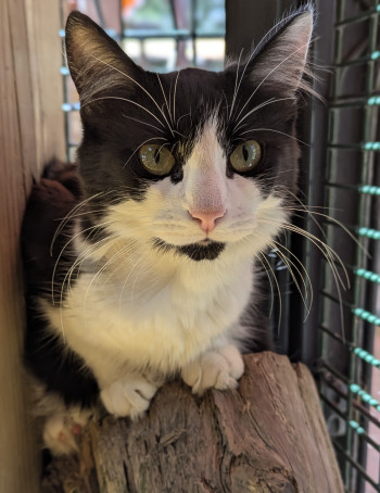 chat siena