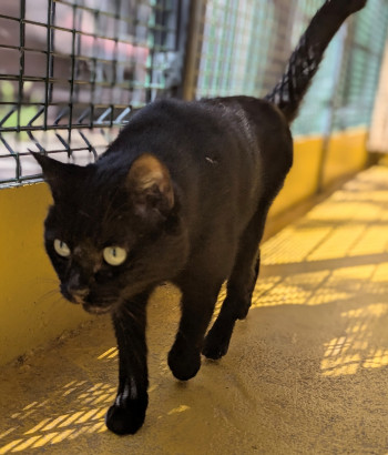 chat billy