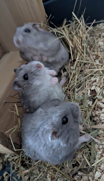Photo nacs 3 hamster