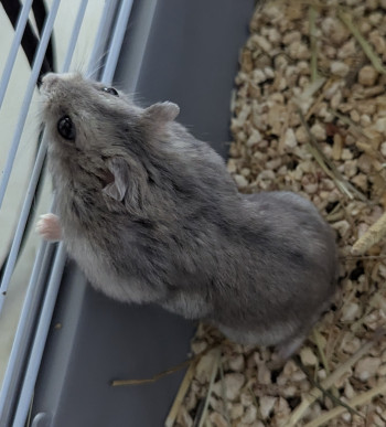 Photo nacs 1 HAMSTER