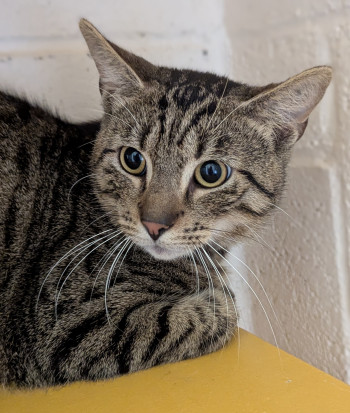 chat manoï