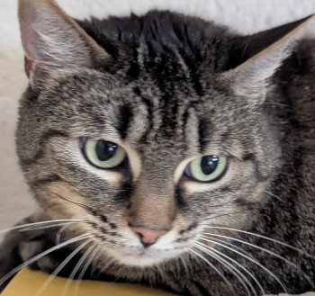 chat abby