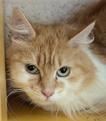 chat esmée