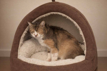 Calico