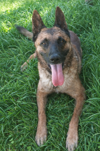 Nikita