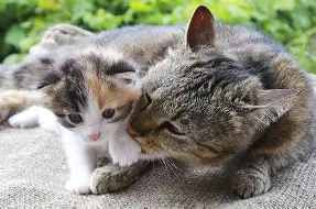 Recherchons des familles d'accueil pour chatons
