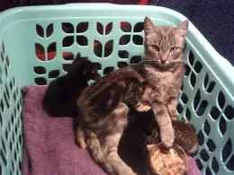 Recherchons des familles d'accueil pour chatons
