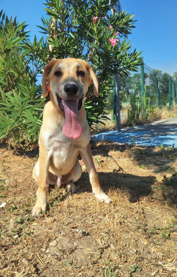 Photo chien Lucky