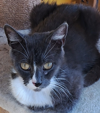 chat CAPUCINE