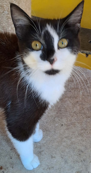 chat BULMA