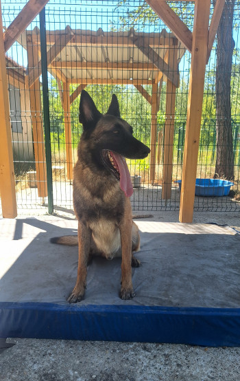 Photo chien Tyson M(alinois)