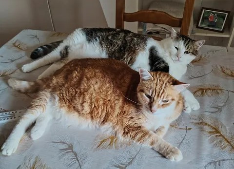 Des nouvelles de Rigolo et son copain